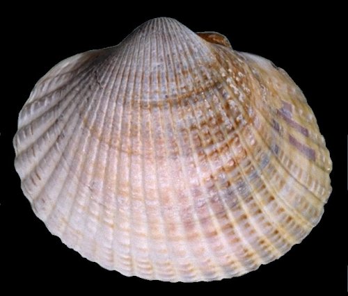 Cerastoderma edule e Cerastoderma glaucum